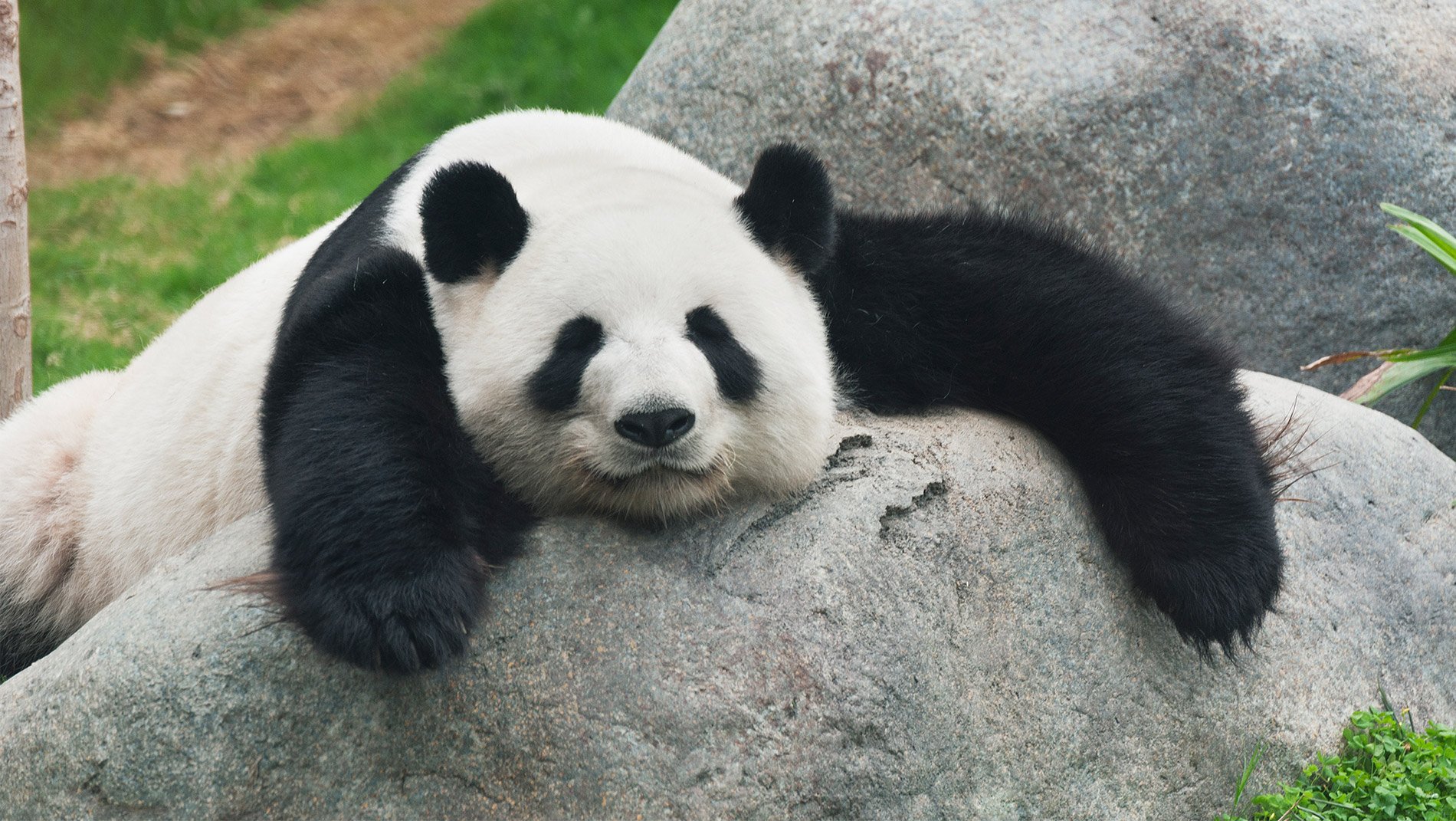 Pandas~Previously endangered now classed as 