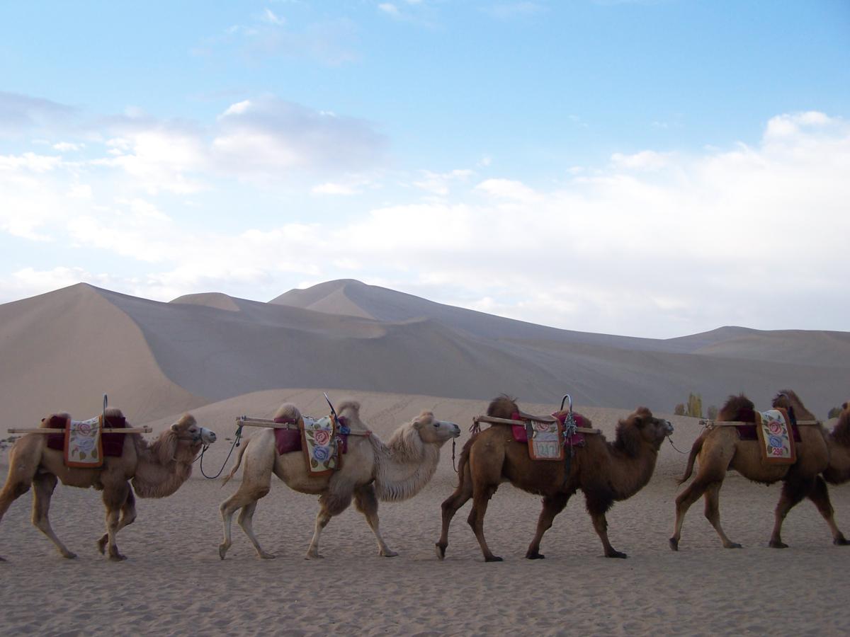 Image of Camels in the desert near Dunhuang on the old Silk Road
