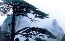 Welcoming Guest Tree