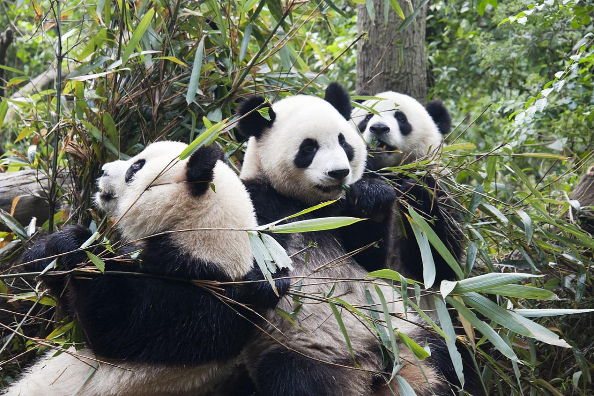 pandas 1
