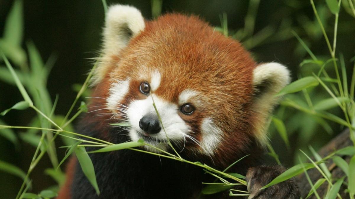 red pandas