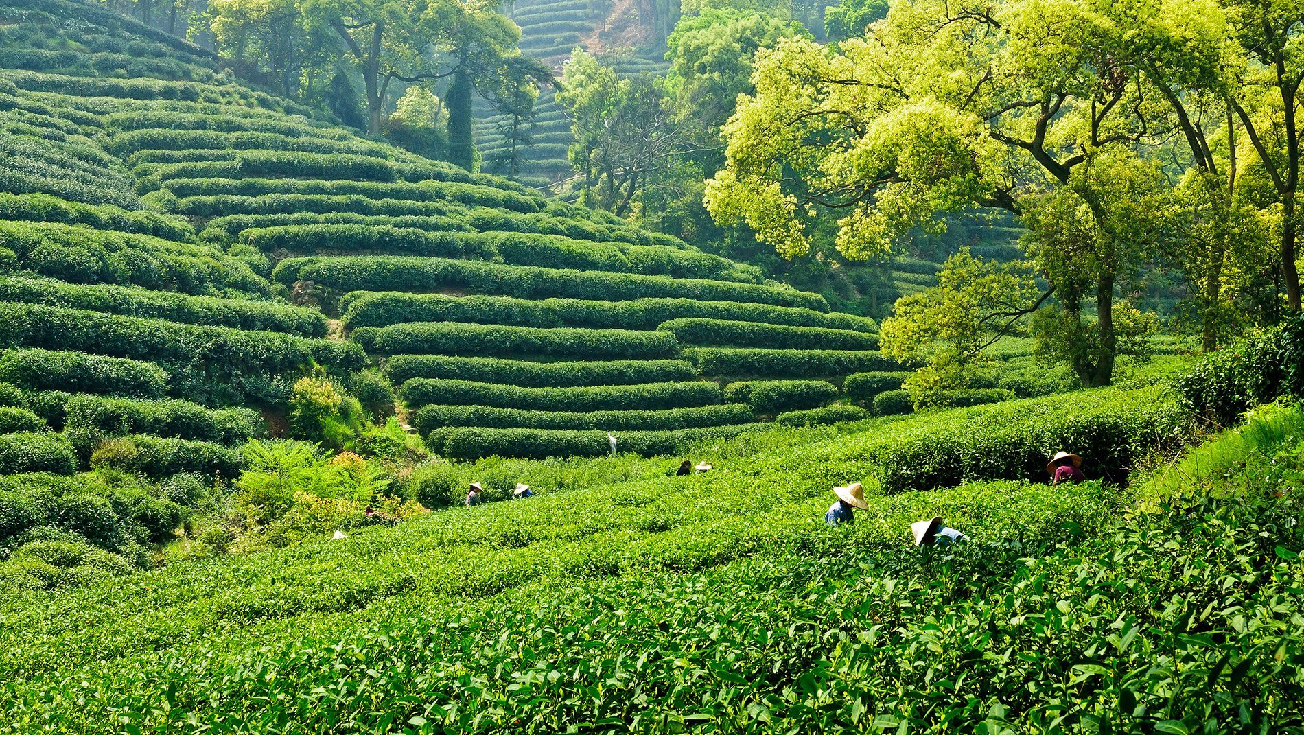 Longjing Tea~Longjing (dragon well) tea is considered one of China's finest green teas. Emperor Qianlong was a particular devotee. Cultivated on the city's verdant western hills, it has now grown into a huge industry.